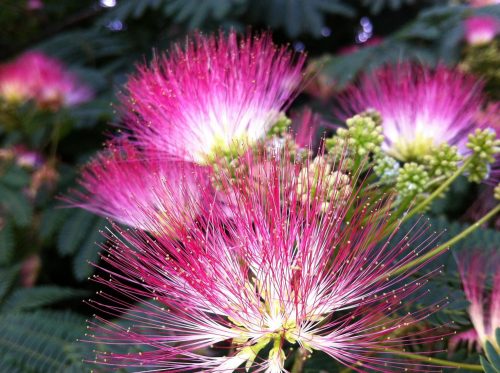 Albizia Julibrissin
