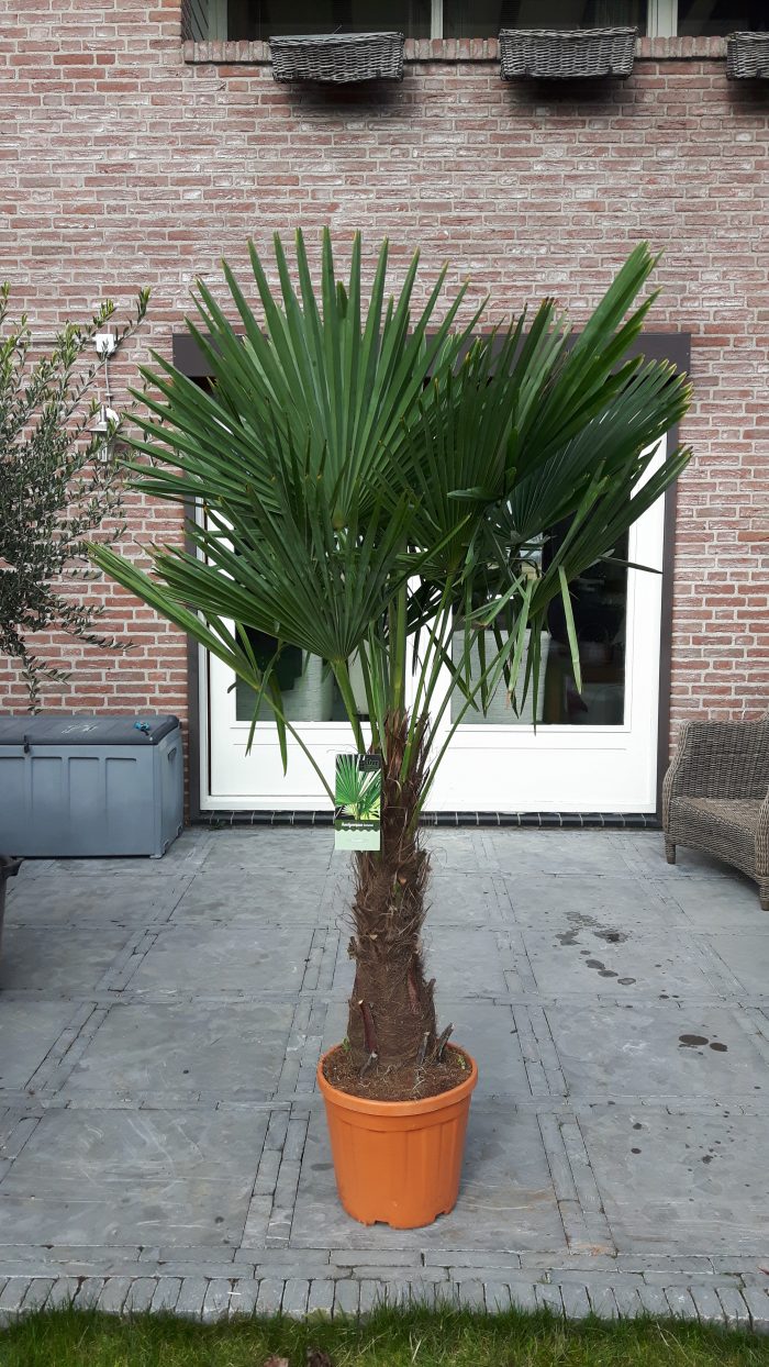 5. Trachycarpus Fortunei 60-70CM Stam
