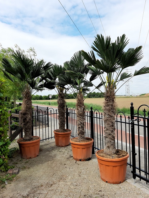 Roebelenii Palm