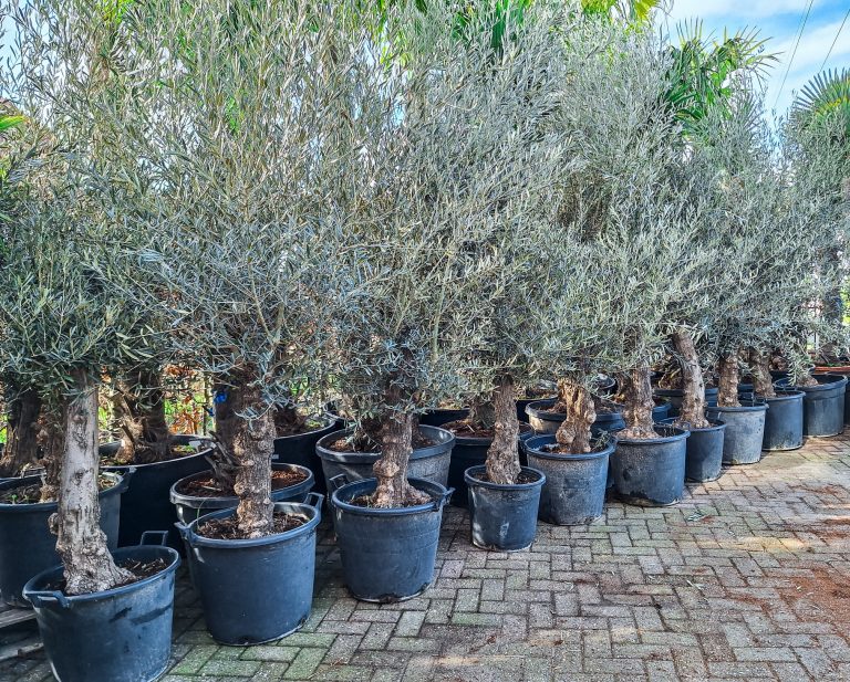 Olea Europaea Olijfboom