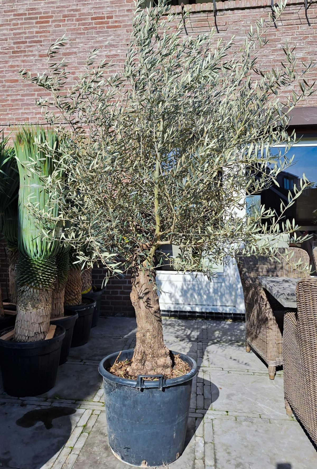 Olea Europaea, olijfboom in de volle grond of in een