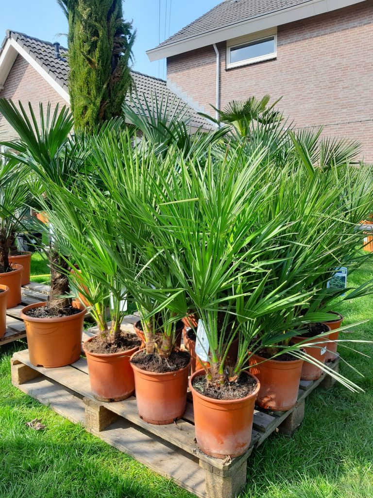 Chamaerops Humilis