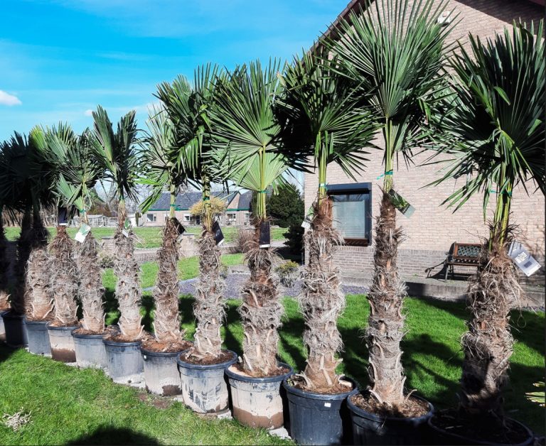 Trachycarpus Fortunei - Afbeelding 10