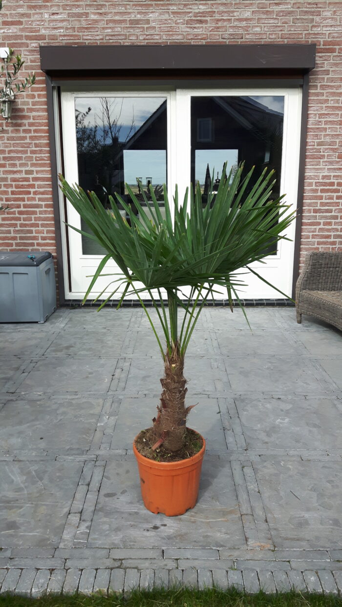Trachycarpus Fortunei - Afbeelding 11
