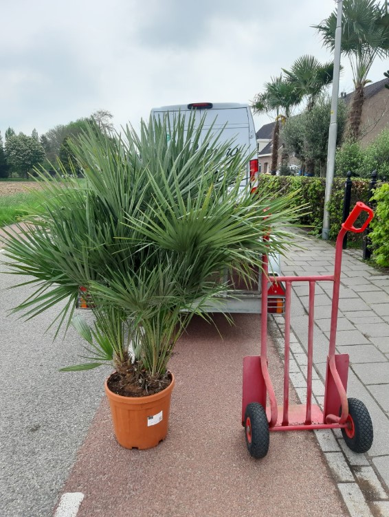 Chamaerops Humilis - Afbeelding 3