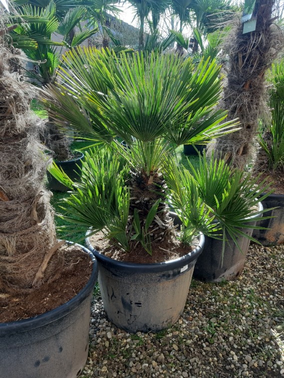 Chamaerops Humilis - Afbeelding 4