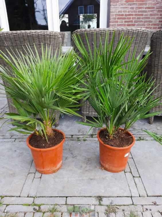 Chamaerops Humilis - Afbeelding 2