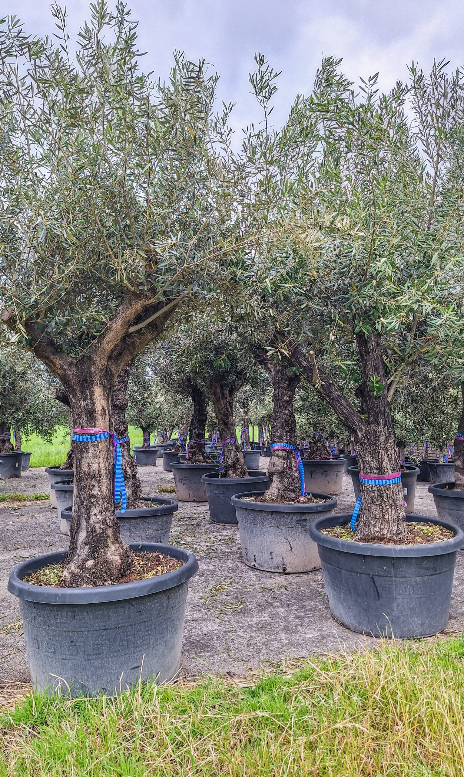 Olea Europaea Olijfboom