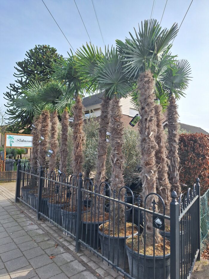 Trachycarpus Fortunei - Afbeelding 12