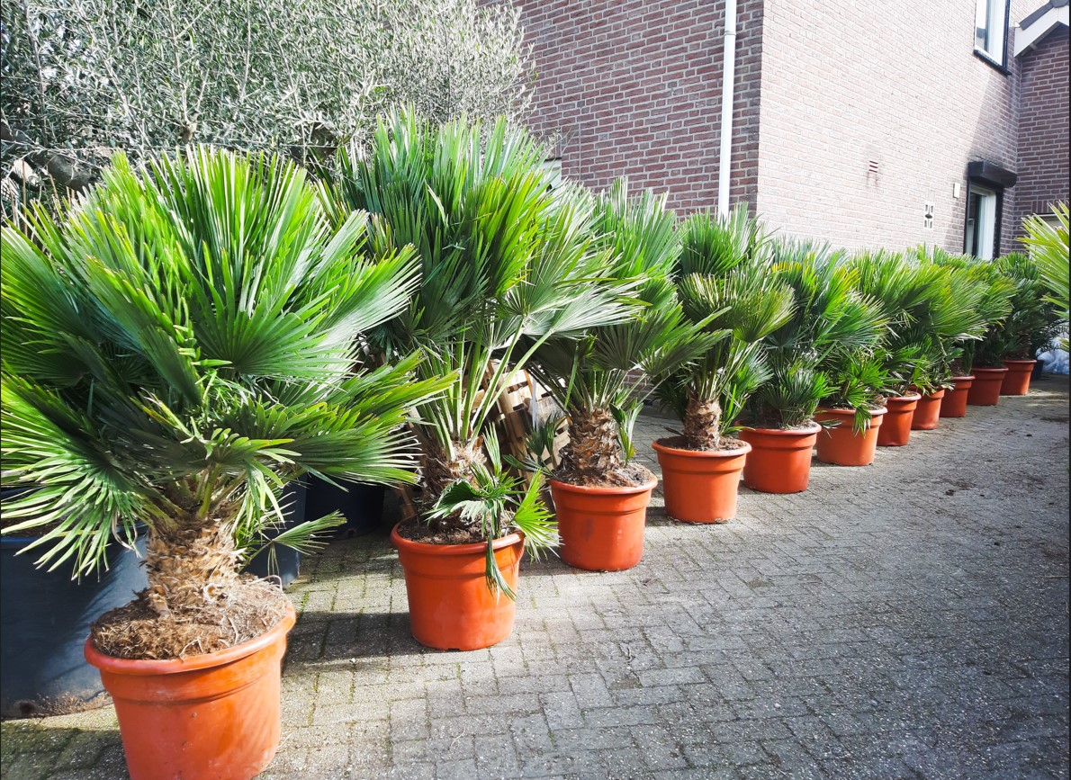 Chamaerops Humilis Vulcano, winterharde dwergpalm -Palmaro