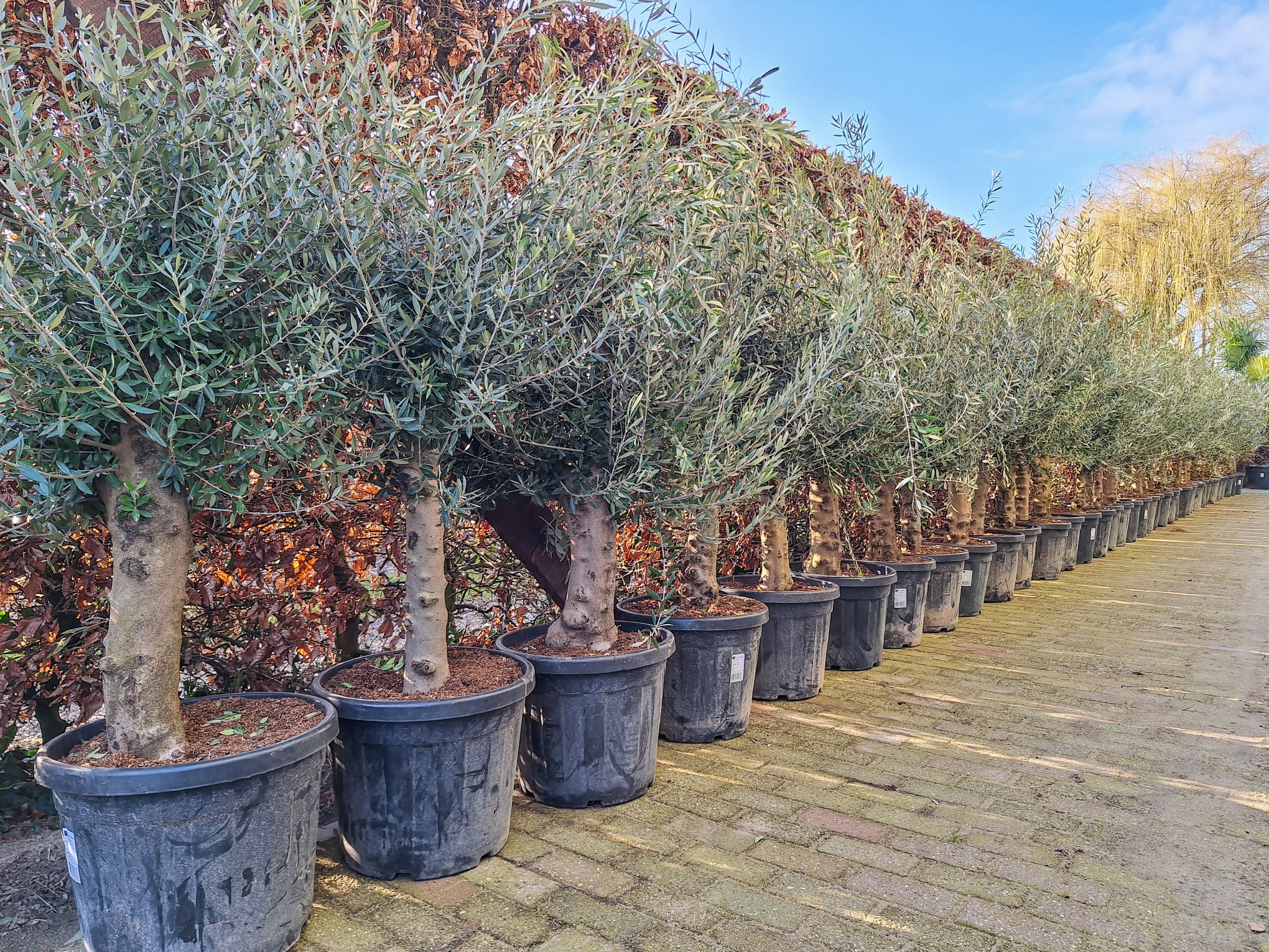 Olea Europaea Olijfboom