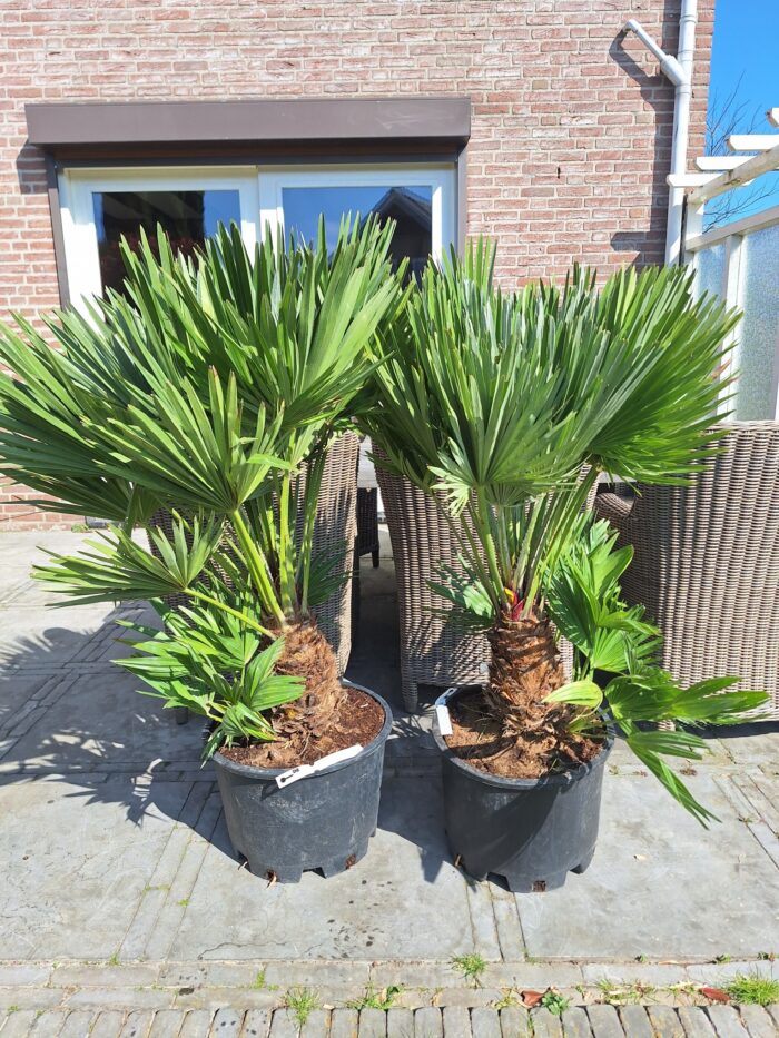 Chamaerops Humilis Vulcano