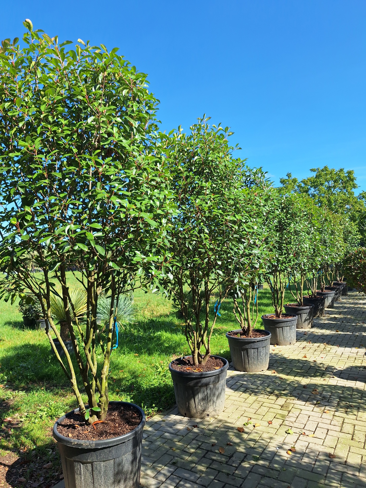 Photinia Red Robin