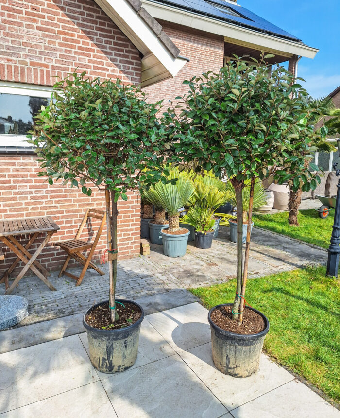 Elaeagnus Ebbingei, olijfwilg