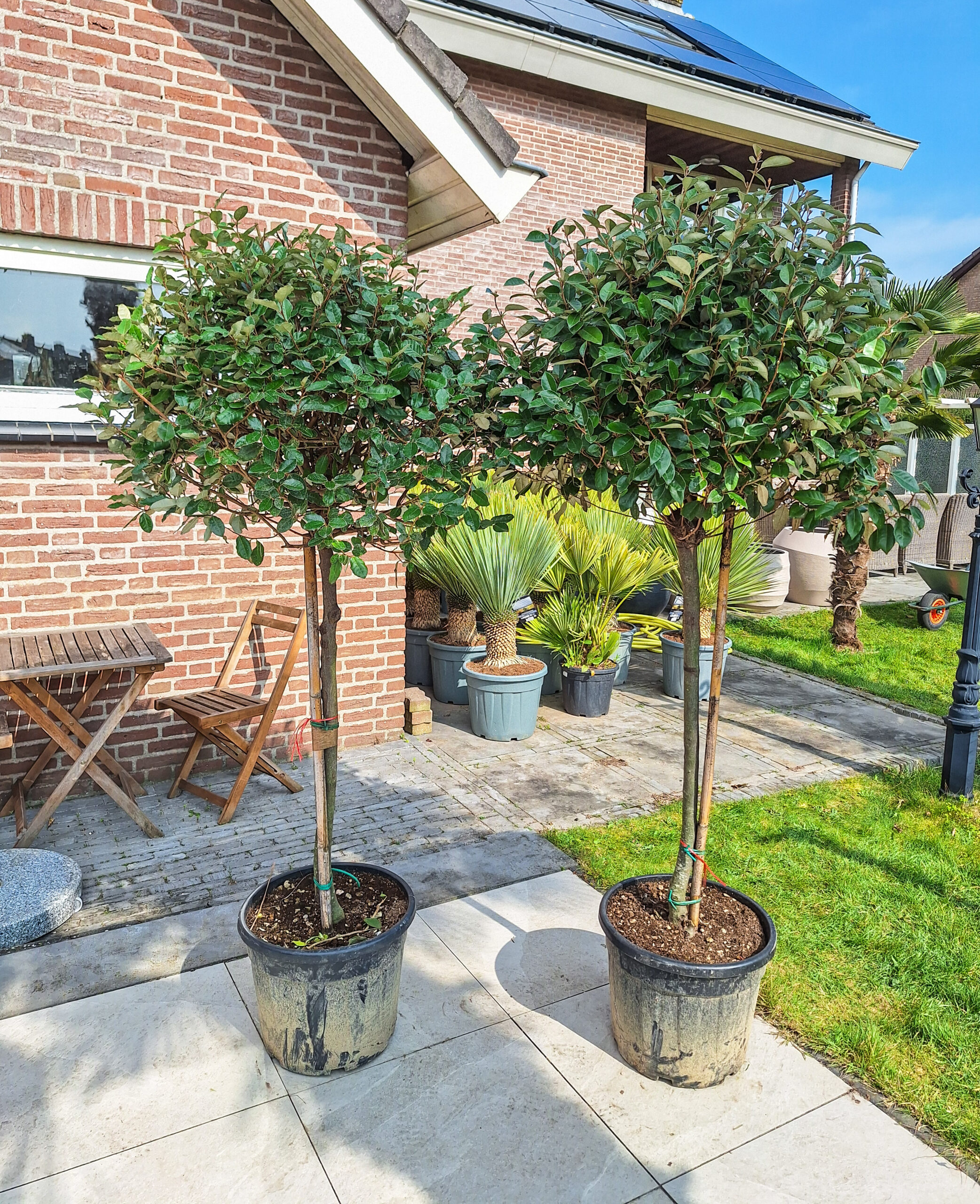 Elaeagnus Ebbingei, olijfwilg