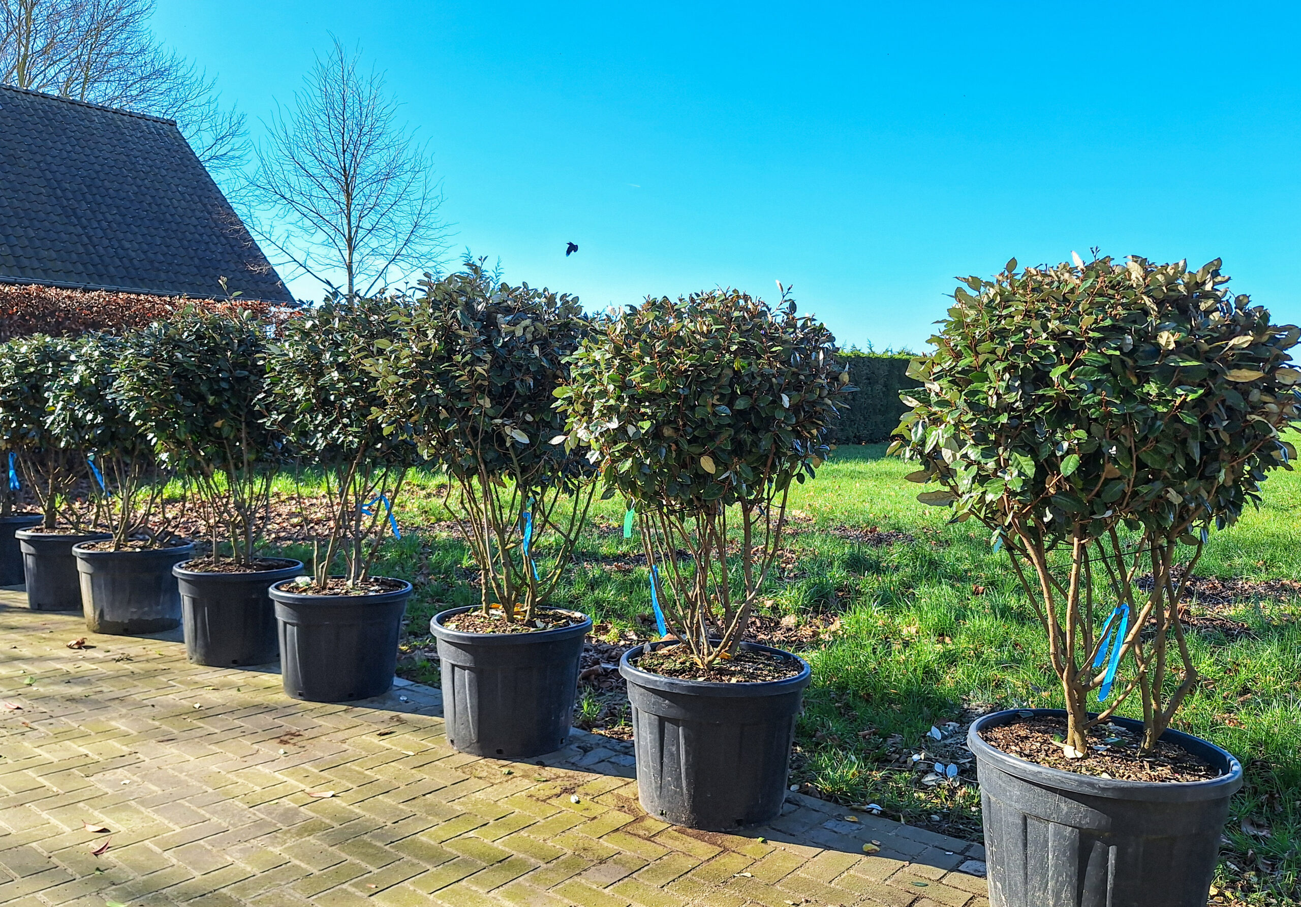 Elaeagnus Ebbingei, olijfwilg