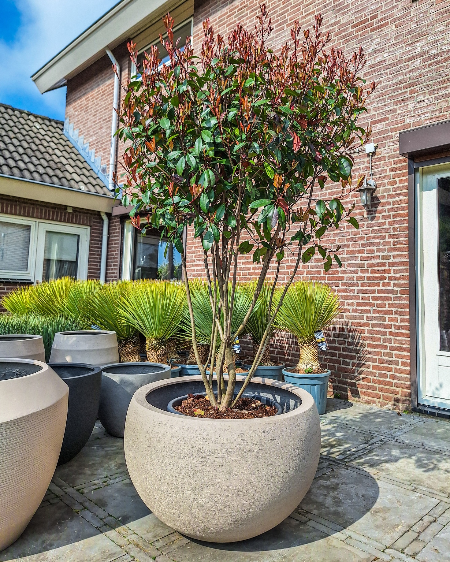 Photinia Red Robin