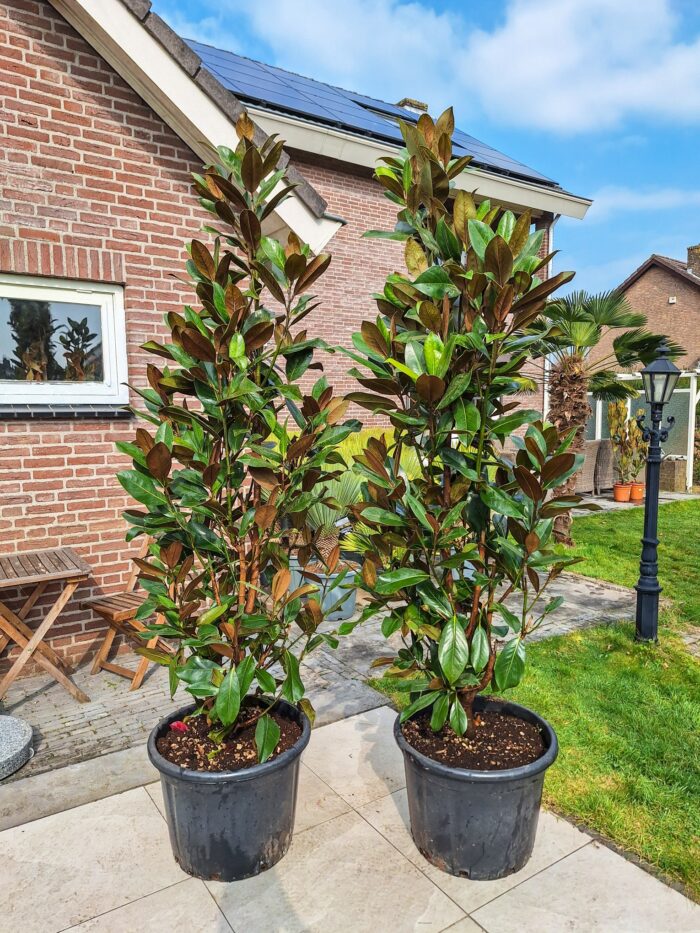 Magnolia grandiflora
