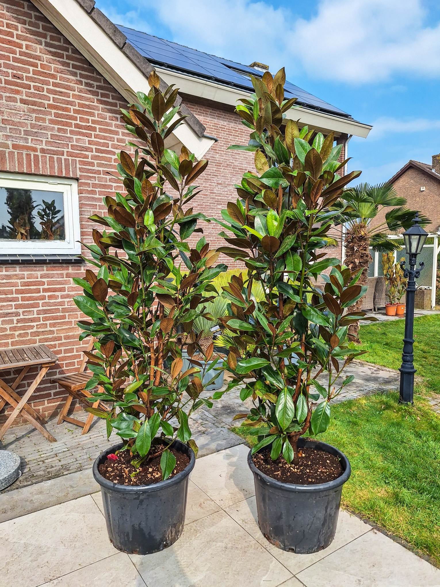 Magnolia grandiflora